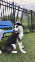 Musa, a male Siberian Husky for sale in Champaign, IL – 6 of 6