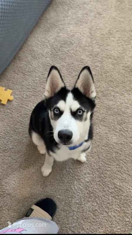 Musa – Siberian Husky puppy for sale in Champaign, IL