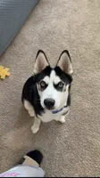 Musa, a male Siberian Husky for sale in Champaign, IL – 1 of 6