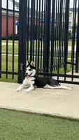 Musa, a male Siberian Husky for sale in Champaign, IL – 2 of 6