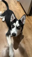 Musa, a male Siberian Husky for sale in Champaign, IL – 5 of 6