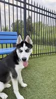 Musa, a male Siberian Husky for sale in Champaign, IL – 4 of 6