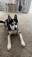 Musa, a male Siberian Husky for sale in Champaign, IL – 3 of 6