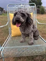 Rico, a male Poodle - Miniature  for sale in Seguin, TX – 1 of 3