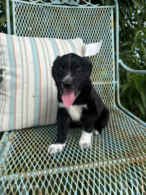 Oreo – Australian Cattle Dog, Miniature Australian Shepherd puppy for sale in Seguin, TX