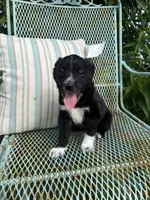 Oreo, a male Australian Cattle Dog and Miniature Australian Shepherd for sale in Seguin, TX – 1 of 2