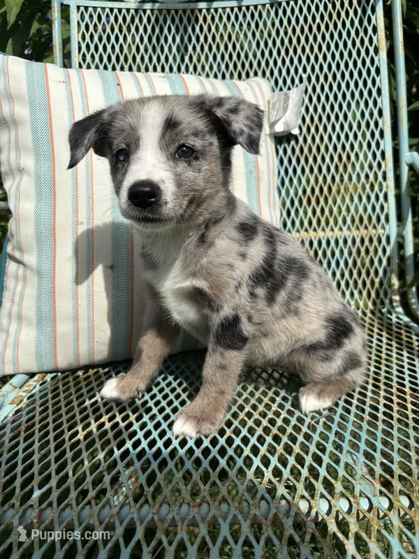 Paisley  – Australian Cattle Dog, Miniature Australian Shepherd puppy for sale in Seguin, TX