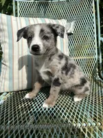 Paisley , a female Australian Cattle Dog and Miniature Australian Shepherd for sale in Seguin, TX – 1 of 3