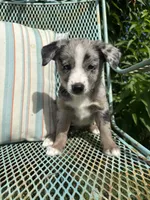 Paisley , a female Australian Cattle Dog and Miniature Australian Shepherd for sale in Seguin, TX – 3 of 3