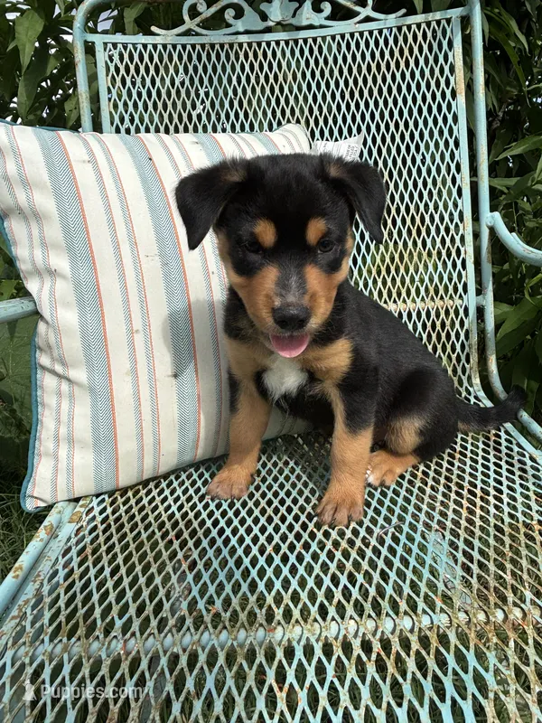 Jake – Australian Cattle Dog, Miniature Australian Shepherd puppy for sale in Seguin, TX