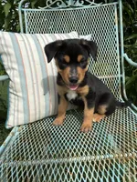 Jake, a male Australian Cattle Dog and Miniature Australian Shepherd for sale in Seguin, TX – 1 of 3