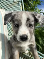 Paisley , a female Australian Cattle Dog and Miniature Australian Shepherd for sale in Seguin, TX – 2 of 3