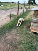 Max , a male Anatolian Shepherd Dog and Kangal Dog for sale in Seguin, TX – 5 of 5