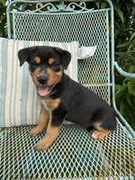 Jake, a male Australian Cattle Dog and Miniature Australian Shepherd for sale in Seguin, TX – 2 of 3