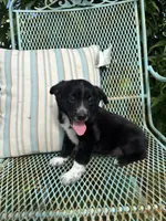 Oreo, a male Australian Cattle Dog and Miniature Australian Shepherd for sale in Seguin, TX – 2 of 2