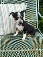 Molly, a female Australian Cattle Dog and Miniature Australian Shepherd for sale in Seguin, TX – 3 of 3