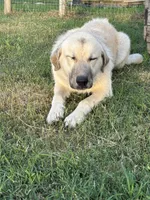 Max , a male Anatolian Shepherd Dog and Kangal Dog for sale in Seguin, TX – 2 of 5