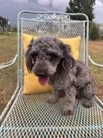 Rico, a male Poodle - Miniature  for sale in Seguin, TX – 3 of 3