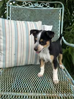 Molly, a female Australian Cattle Dog and Miniature Australian Shepherd for sale in Seguin, TX – 2 of 3