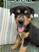 Jake, a male Australian Cattle Dog and Miniature Australian Shepherd for sale in Seguin, TX – 3 of 3