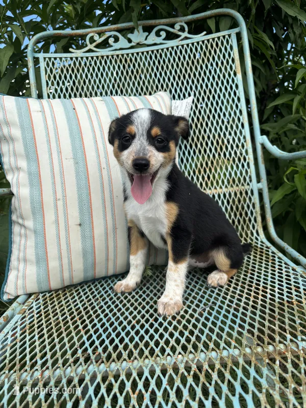 Molly – Australian Cattle Dog, Miniature Australian Shepherd puppy for sale in Seguin, TX