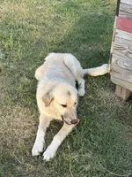 Max , a male Anatolian Shepherd Dog and Kangal Dog for sale in Seguin, TX – 4 of 5