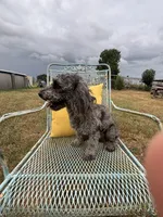 Rico, a male Poodle - Miniature  for sale in Seguin, TX – 2 of 3