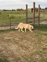 Max , a male Anatolian Shepherd Dog and Kangal Dog for sale in Seguin, TX – 3 of 5