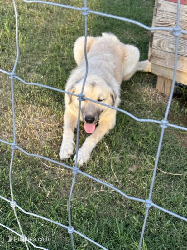 Max  – Anatolian Shepherd Dog, Kangal Dog puppy for sale in Seguin, TX