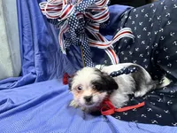 Cory, a male Shih Tzu for sale in San Antonio, TX – 4 of 9