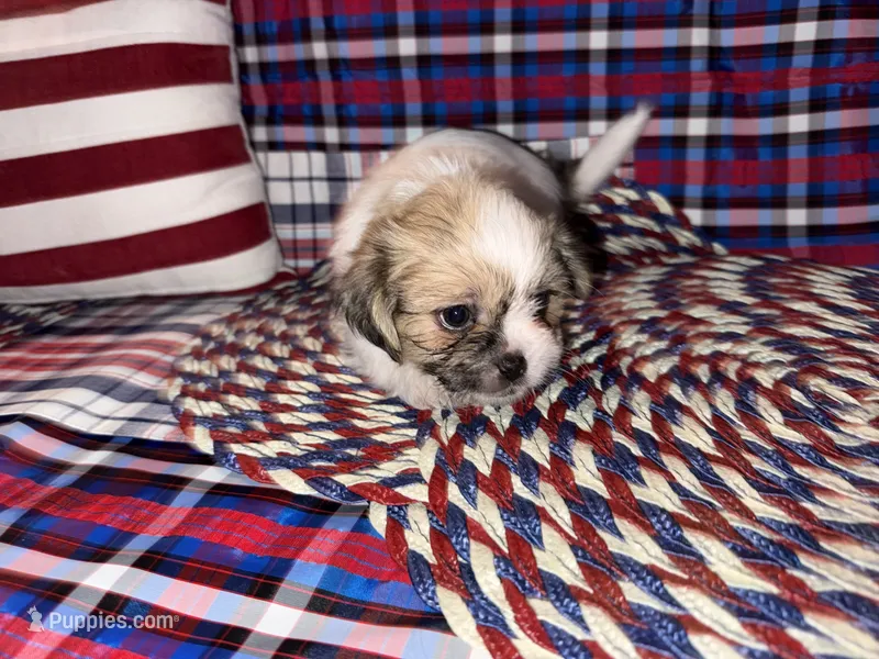 Lee – Shih Tzu puppy for sale in San Antonio, TX