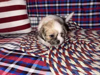 Lee, a male Shih Tzu for sale in San Antonio, TX – 1 of 4