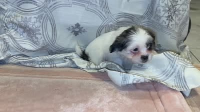 Cory, a male Shih Tzu for sale in San Antonio, TX – 9 of 9