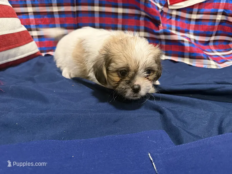 Sheldon, a male Shih Tzu for sale in San Antonio, TX – 1 of 7
