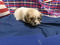 Sheldon, a male Shih Tzu for sale in San Antonio, TX – 1 of 7