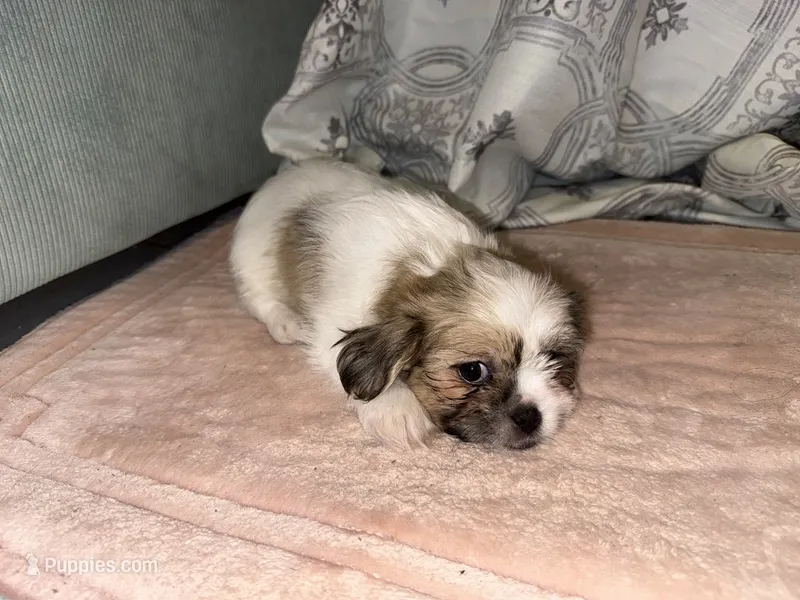 Sheldon – Shih Tzu puppy on hold in San Antonio, TX