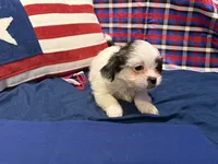 Leonard , a male Shih Tzu for sale in San Antonio, TX – 7 of 8