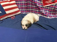 Howard, a male Shih Tzu for sale in San Antonio, TX – 5 of 6