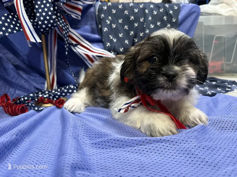 Shawn – Shih Tzu puppy for sale in San Antonio, TX