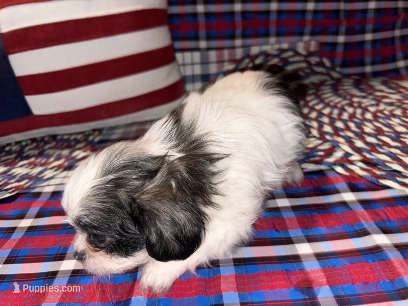 Kayce – Shih Tzu puppy for sale in San Antonio, TX