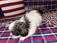 Kayce, a male Shih Tzu for sale in San Antonio, TX – 1 of 4