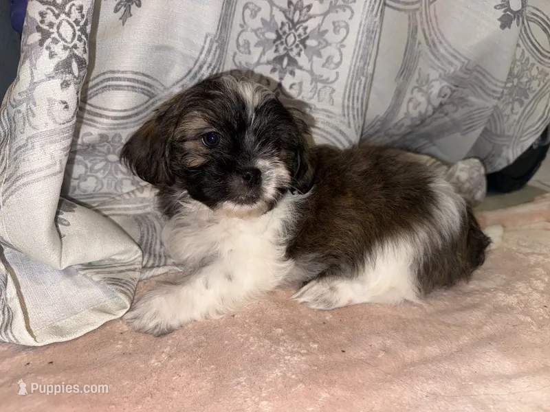 Raj  – Shih Tzu puppy for sale in San Antonio, TX