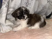 Shawn, a male Shih Tzu for sale in San Antonio, TX – 7 of 9