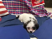 Leonard , a male Shih Tzu for sale in San Antonio, TX – 6 of 8