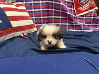 Stewart , a male Shih Tzu for sale in San Antonio, TX – 4 of 6