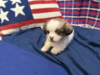 Stewart , a male Shih Tzu for sale in San Antonio, TX – 5 of 6