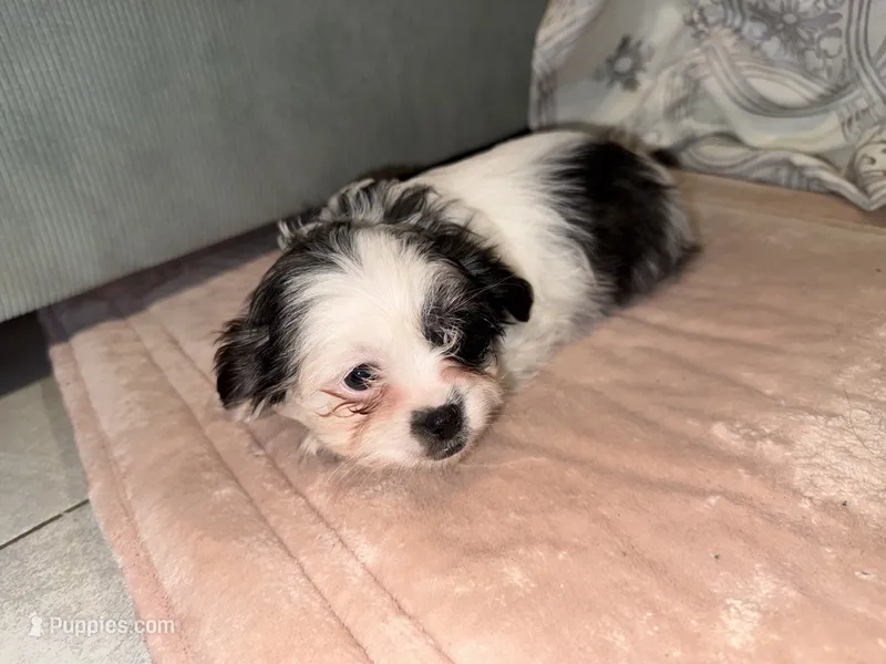 Leonard  – Shih Tzu puppy for sale in San Antonio, TX