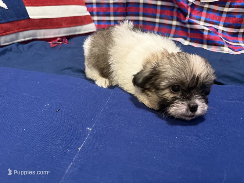 Denise – Shih Tzu puppy for sale in San Antonio, TX
