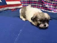 Denise, a female Shih Tzu for sale in San Antonio, TX – 5 of 6