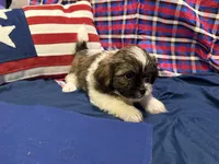 Raj , a male Shih Tzu for sale in San Antonio, TX – 9 of 9